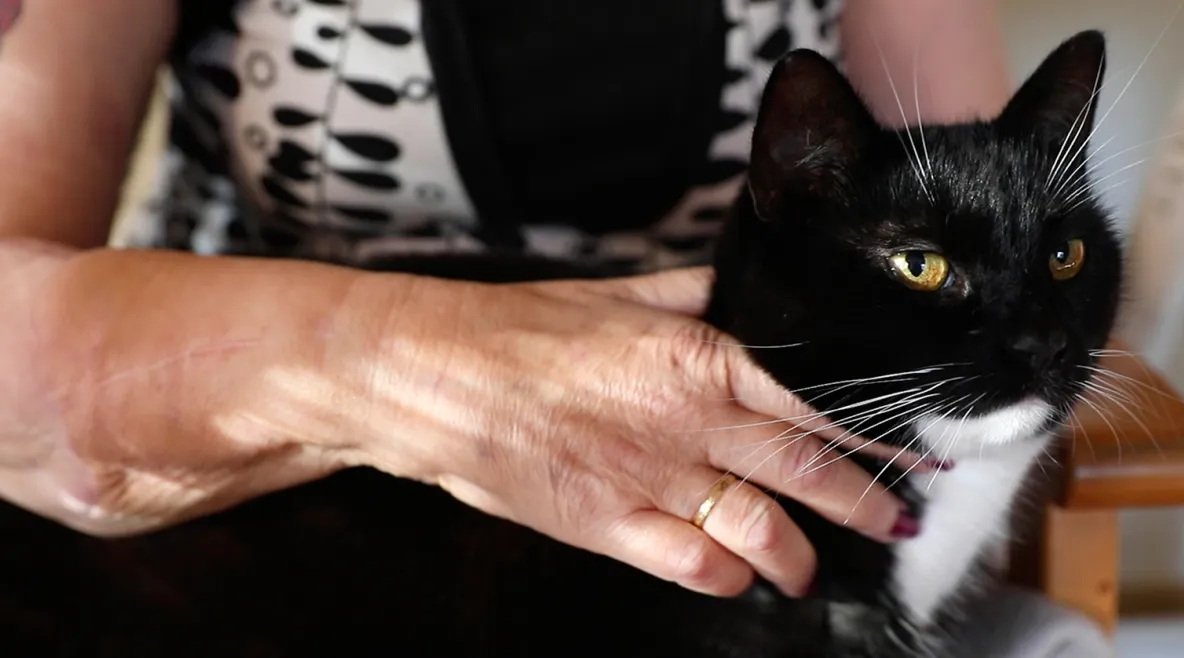 Arja Ahtaanluoman käsisiirre, jolla silittää sylissään olevaa kissaa.