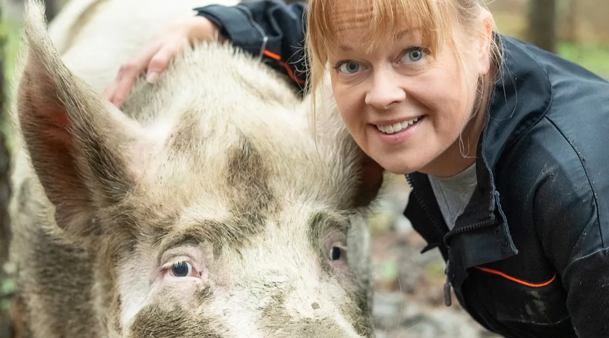 Sairaanhoitaja Annette Haavasoja halaa porsasta. Katse kameraan.