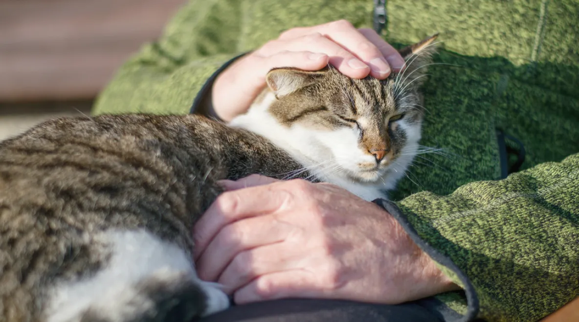 Kissa iäkkään henkilön sylissä. Ihmiset kertovat kokemuksiaan lemmikeistä hoitotyössä.