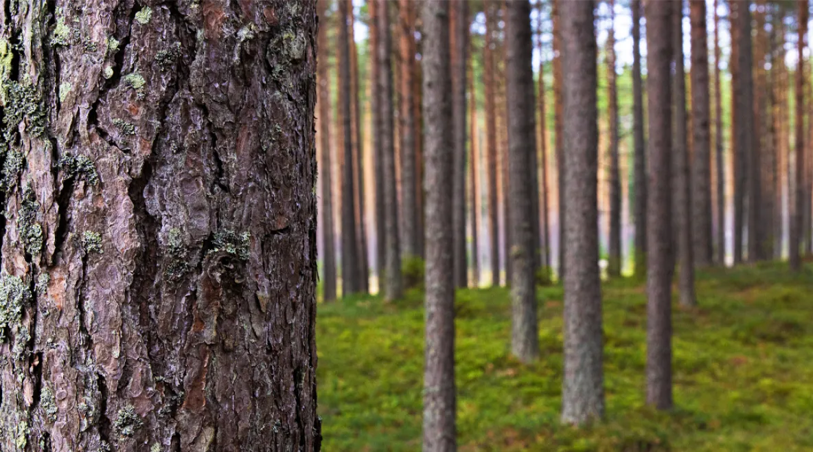 Mäntymetsä.Etualalla suuri männynrunko ja maassa sammalta.
