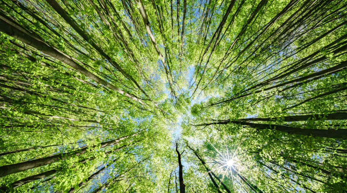 Metsässä. Puiden latvoja taivasta vasten maastapäin katsottuna.