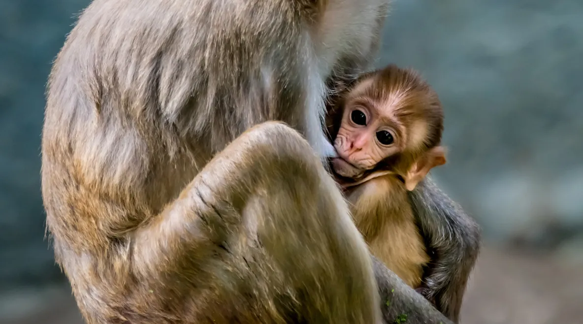 Apinaäiti imettää poikastaan.