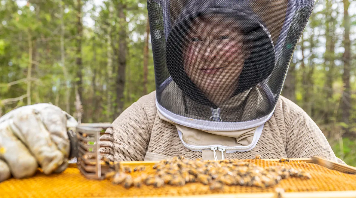 Mehiläishoitajan suojapukuun pukeutunut Sarianna Kuorttinen mehiläispesällä.
