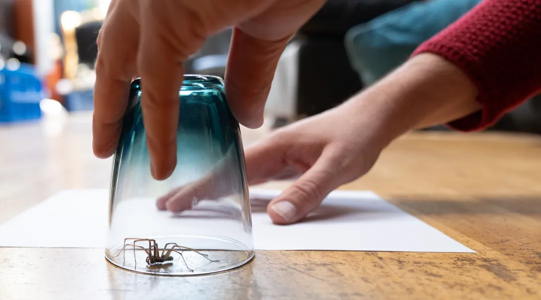 Lasiin pyydystetty hämähäkki sisätiloissa.