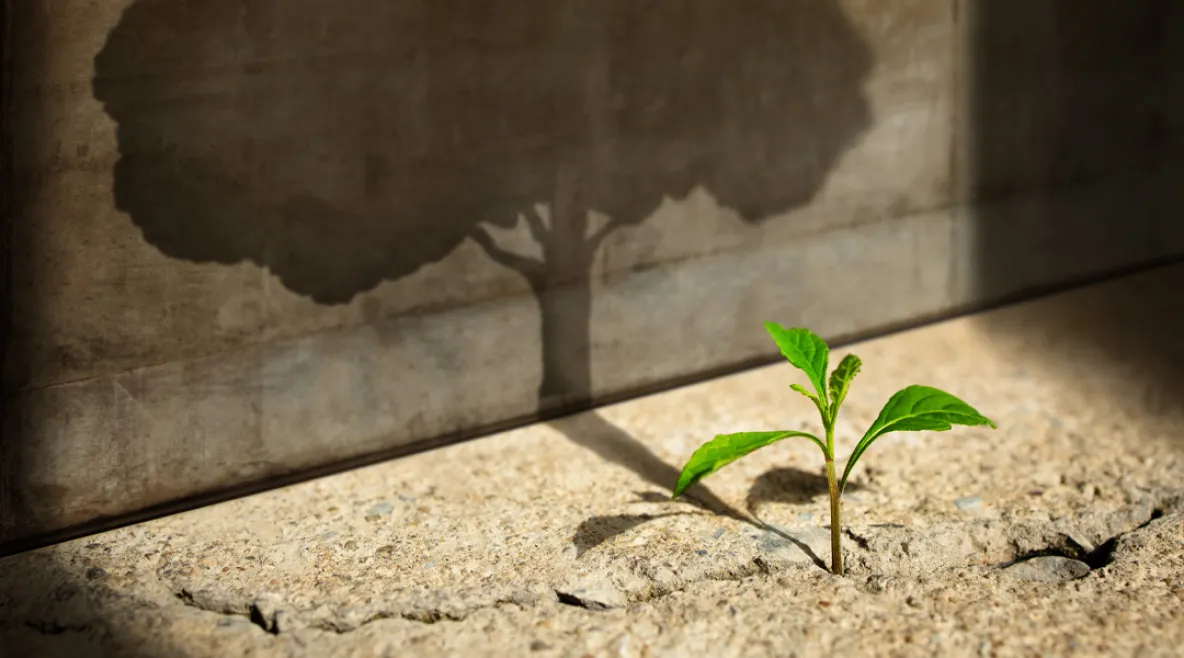 Pieni vihreä taimi kasvaa betonin halkeamasta, ja sen varjo seinällä näyttää suurelta puulta.