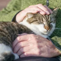 Kissa iäkkään henkilön sylissä. Ihmiset kertovat kokemuksiaan lemmikeistä hoitotyössä.
