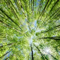 Metsässä. Puiden latvoja taivasta vasten maastapäin katsottuna.