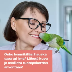 Lemmikkipapukaija suukottaa omistajaansa.