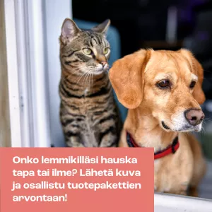 Koira ja kissa katsovat ikkunasta ulos.