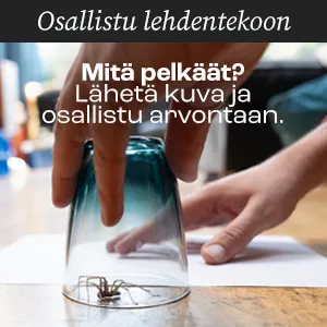 Lasiin pyydystetty hämähäkki sisätiloissa.