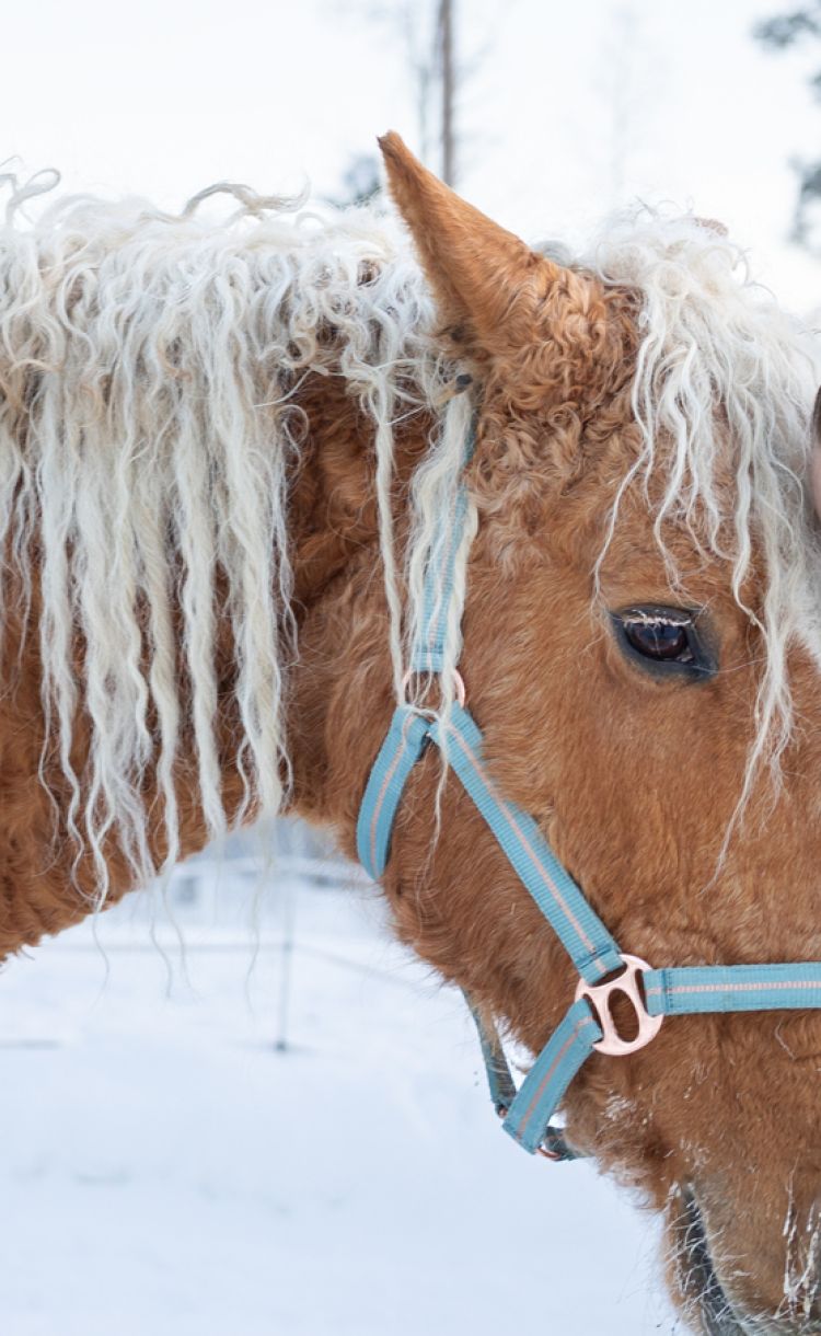 Terveydenhoitaja Nina Salonen halaa Peppi-hevosta.