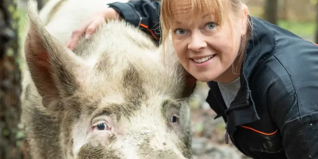 Sairaanhoitaja Annette Haavasoja halaa porsasta. Katse kameraan.