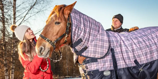 Merja Ahonen ja Aki Parviainen hoitamassa hevosta.