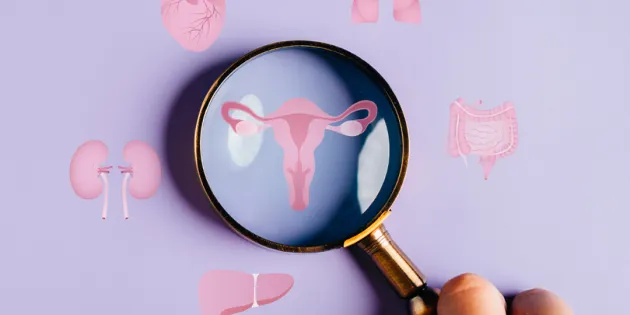 Suurennuslasilla tarkastellaan piirroskuvia naisen kohdusta ja munasarjoista.