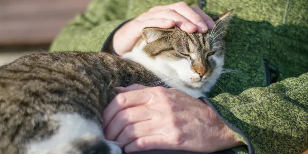 Kissa iäkkään henkilön sylissä. Ihmiset kertovat kokemuksiaan lemmikeistä hoitotyössä.
