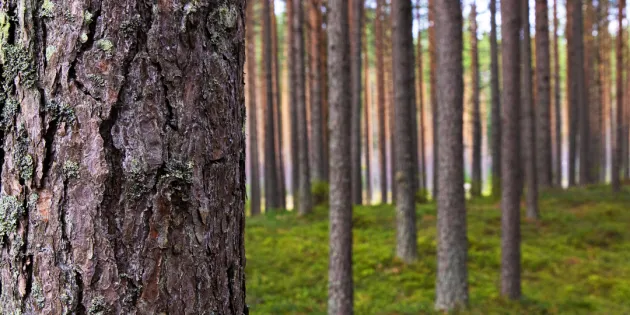 Mäntymetsä.Etualalla suuri männynrunko ja maassa sammalta.