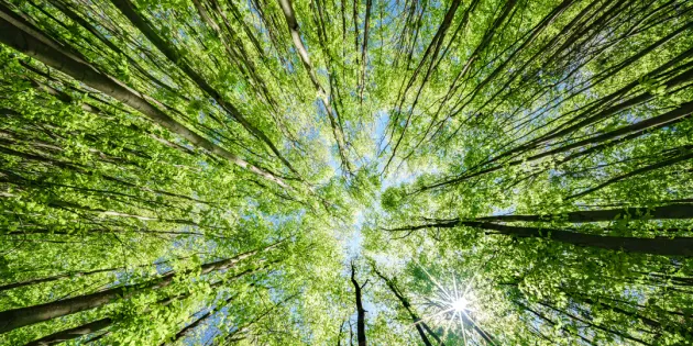 Metsässä. Puiden latvoja taivasta vasten maastapäin katsottuna.