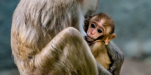 Apinaäiti imettää poikastaan.