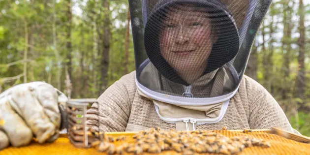 Mehiläishoitajan suojapukuun pukeutunut Sarianna Kuorttinen mehiläispesällä.