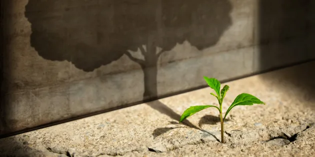 Pieni vihreä taimi kasvaa betonin halkeamasta, ja sen varjo seinällä näyttää suurelta puulta.