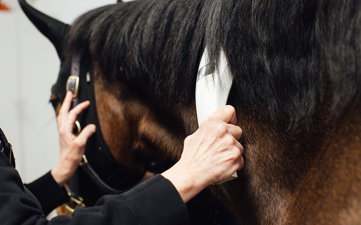 Hevonen ja laite, jolla luetaan mikrosivu.