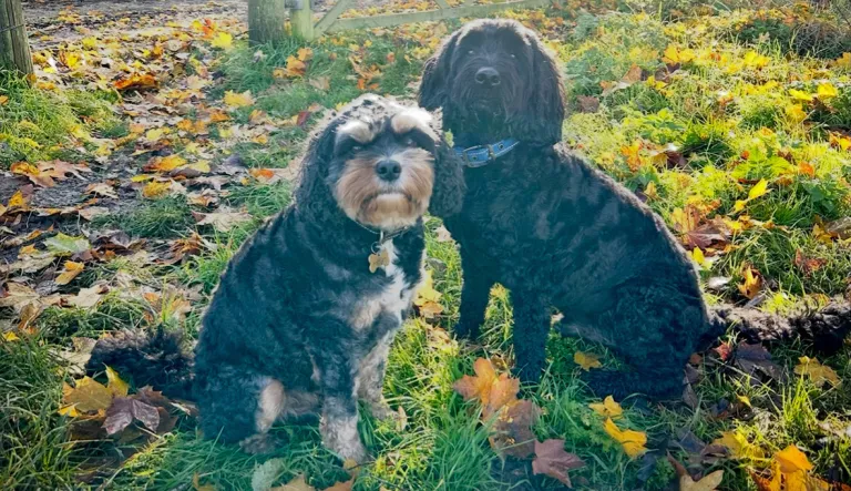 Taija Nenosen kaksi koiraa.