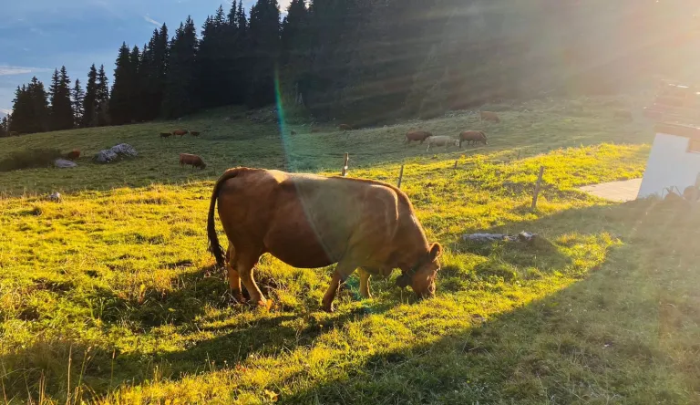 Lehmä laitumella syömässä ruohoa.