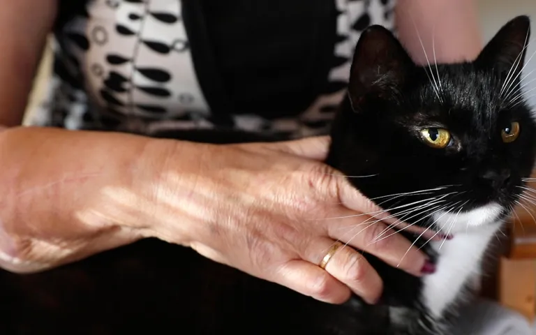 Arja Ahtaanluoman käsisiirre, jolla silittää sylissään olevaa kissaa.