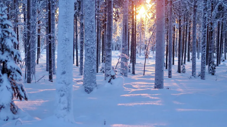 Talvinen metsämaisema.