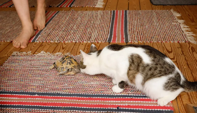 Kilpikonna ja kissa haistelevat toisiaan. Lattialla räsymattoja ja kuvan vasemmassa laidassa näkyy ihmisen paljaat jalat niljoista alaspäin.