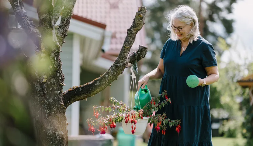 Marja-Liisa Haapakorva kastelee puutarhassa verenpisaraa.