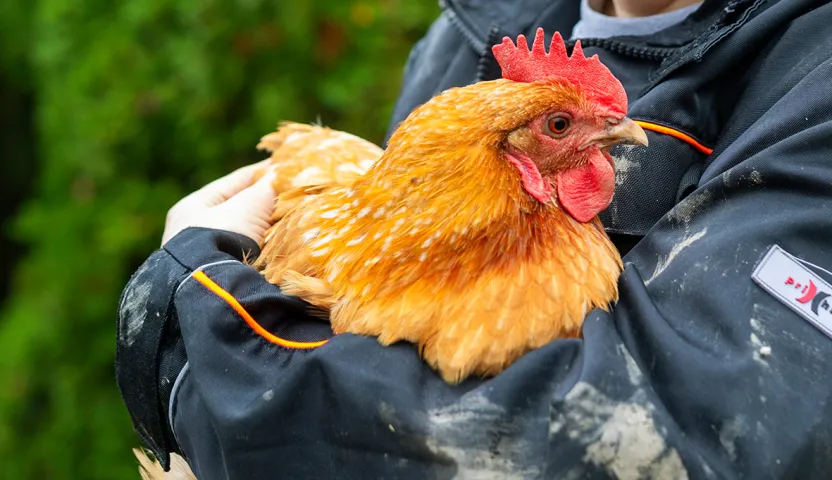 Kana Annette Haavasojan sylissä.