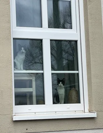 Kissat ikkunalaudalla.